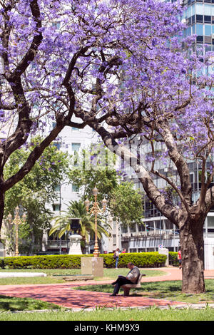 Un vieil homme assis sur un banc sous deux arbres Jacaranda au printemps. Plaza de los Congresos, Monserrat, Buenos Aires, Argentine. Banque D'Images