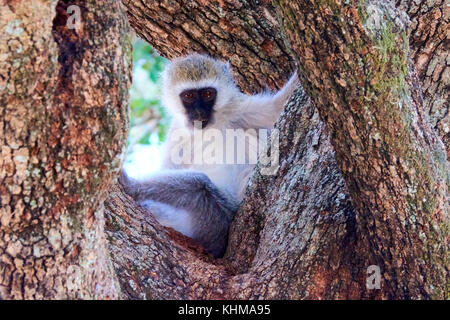 Un singe dans un arbre Tanzanie Banque D'Images