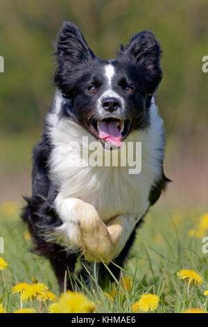 Border Collie, exécuté sur un pré de pissenlits, Germany, Europe Banque D'Images