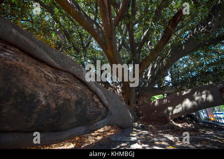 Branches d'un géant arbre Ficus elastica (Gomero). Palermo, Buenos Aires, Argentine. Banque D'Images