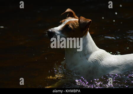 Jack Russell natation dans l'eau Banque D'Images