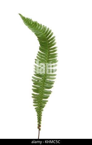 Seule fronde de fougère isolés contre white Banque D'Images
