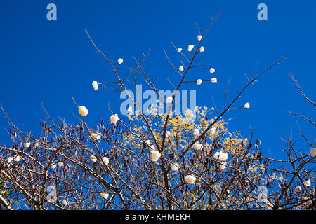 Après le bois qui monte alban Monte Alban. nommé est une ancienne capitale zapotèque et site archéologique, près de Oaxaca, au Mexique. Banque D'Images