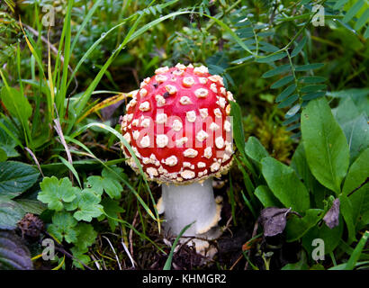 Champignon rouge toxique dans l'herbe, toxique Banque D'Images