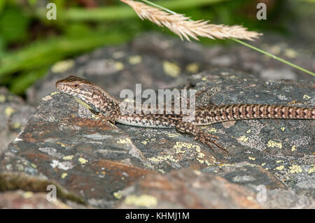 Vue rapprochée d'un lézard des murailles (Podarcis ibérique hispanica) sur le haut d'un rocher, Andorre Banque D'Images