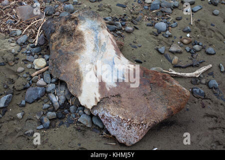 Sites touristiques le long de la plage dans une baie isolée, île du Sud, Nouvelle-Zélande : vestiges de l'ancienne station baleinière et d'os de baleines. Banque D'Images