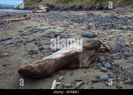 Sites touristiques le long de la plage dans une baie isolée, île du Sud, Nouvelle-Zélande : vestiges de l'ancienne station baleinière et d'os de baleines. Banque D'Images