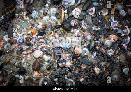 Sites touristiques le long de la plage dans une baie isolée, île du Sud, Nouvelle-Zélande : des millions de belles couleurs, des coquilles de mer. Banque D'Images