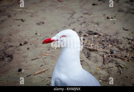 Sites touristiques le long de la plage dans une baie isolée, l'île du Sud, Nouvelle-Zélande : red-billed gull (chroicocephalus novaehollandiae scopulinus). Banque D'Images