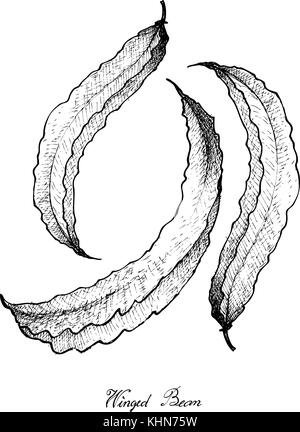 Légume, illustration du croquis à main haricot ailé frais, Goa ou haricots Haricots inclinés quatre. Illustration de Vecteur