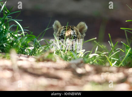 Un bébé tigre sauvé récemment joue avec les animaux en peluche au San Diego Zoo Safari park. La cub a réussi à en contrebande à la frontière Otay Mesa entre le Mexique et les États-Unis. Les douaniers américains a travaillé avec le parc safari pour trouver une maison pour la croissance rapide des cub. Comprend : tiger cub Où : San Diego, California, UNITED STATES Quand : 15 oct 2017 Crédit : Tony forte/wenn Banque D'Images