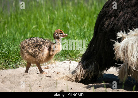 Jeune poulet autruche la marche dans le sable près de la mère dans l'été Banque D'Images
