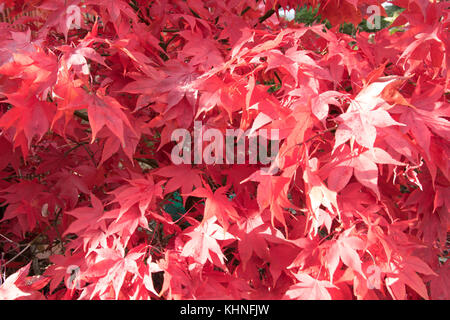 Les tons de rouge Acer palmatum 'Osakazuki' Banque D'Images