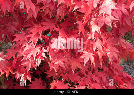 Les tons de rouge Acer palmatum 'Osakazuki' Banque D'Images