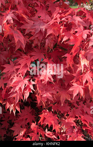 Les tons de rouge Acer palmatum 'Osakazuki' Banque D'Images