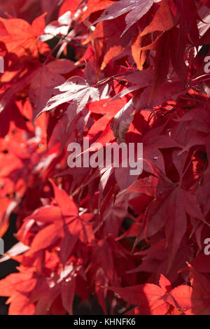 Les tons de rouge Acer palmatum 'Osakazuki' Banque D'Images