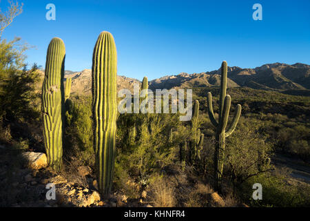 Saguaro cactus en catalina state park tucson arizona Banque D'Images
