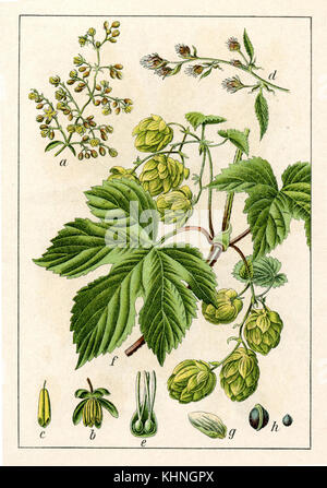 Houblon, commun <Humulus lupulus> (Hopfen, Gewöhnlicher <Humulus lupulus>) Banque D'Images