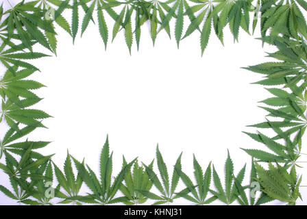 Framework à partir de feuilles de chanvre sur un bacground blanc Banque D'Images