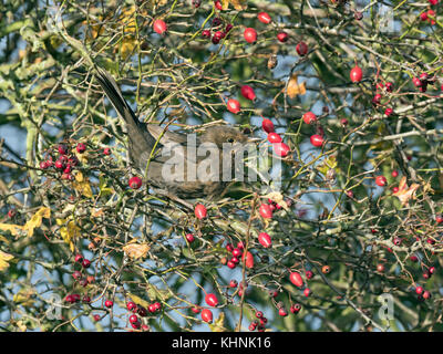 Merle noir Turdus merula alimentation femelle sur les baies d'aubépine dans Norfolk de couverture Banque D'Images