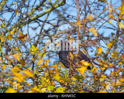 Merle noir Turdus merula homme se nourrissant de baies dans l'aubépine hedge Norfolk Banque D'Images