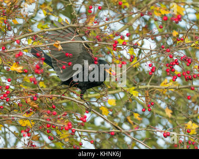 Merle noir Turdus merula homme se nourrissant de baies dans l'aubépine hedge Norfolk Banque D'Images