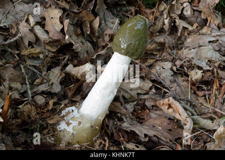 Le Phallus impudicus, communément appelé phalle impudique commun, est un champignon connu pour sa mauvaise odeur qui attire les mouches. Banque D'Images