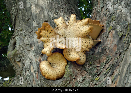 Polyporus squamosus est un champignon commun communément appelée la dryade selle. Il provoque une pourriture blanche est comestible mais lorsque les jeunes. Banque D'Images