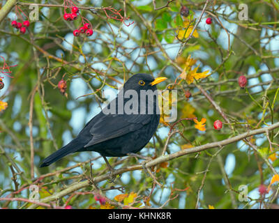 Merle noir Turdus merula homme se nourrissant de baies dans l'aubépine hedge Norfolk Banque D'Images