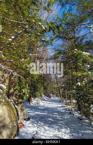 Sentier dans le parc d'état de Blackwater, monts Allegheny, West Virginia, USA Banque D'Images