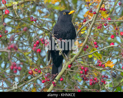 Merle noir Turdus merula homme se nourrissant de baies dans l'aubépine hedge Norfolk Banque D'Images