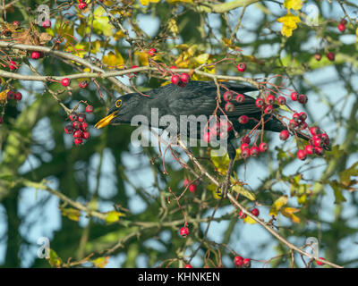 Merle noir Turdus merula homme se nourrissant de baies dans l'aubépine hedge Norfolk Banque D'Images