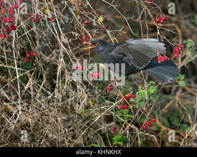 Merle noir Turdus merula homme se nourrissant de baies dans l'aubépine hedge Norfolk Banque D'Images