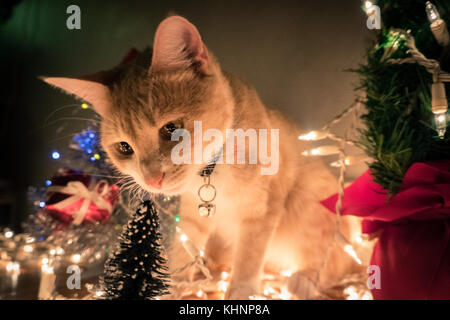Vacances de noël chaton Banque D'Images