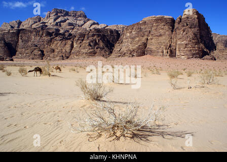 Désert de sable dans le wadi Rum et deux chameaux, Jordanie Banque D'Images