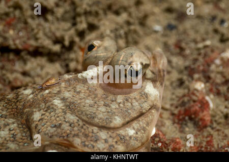 Photo sous-marine d'un poisson de roche camouflés dans l'océan pacifique. prises dans le parc Whytecliff, West Vancouver, BC, Canada. Banque D'Images