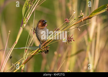 Portrait de la munia à poitrine écailleuse sitting on branch Banque D'Images