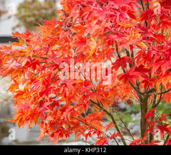 Décoloration la gloire, comme l'automne se transforme en hiver, les feuilles de l'Acer palmatum osakazuki commencent à s'enrouler sur les bords. Banque D'Images