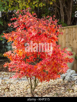 Décoloration la gloire, comme l'automne se transforme en hiver, les feuilles de l'Acer palmatum osakazuki commencent à s'enrouler sur les bords. Banque D'Images