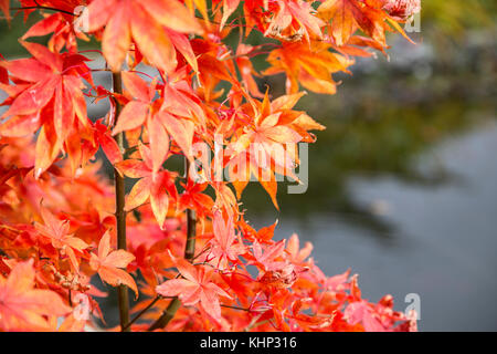 Décoloration la gloire, comme l'automne se transforme en hiver, les feuilles de l'Acer palmatum osakazuki commencent à s'enrouler sur les bords. Banque D'Images