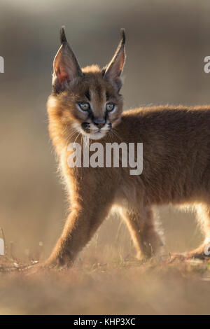 Cub Caracal Caracal Caracal Photo Stock Alamy