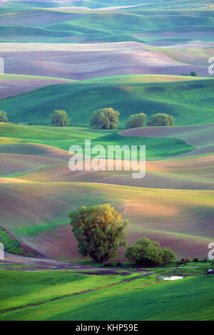 Les champs ensoleillés et les terres agricoles de l'État de Washington Palousienne America de Steptoe Butte Banque D'Images