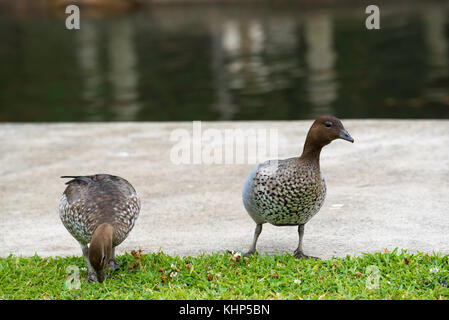 Le canard de bois australien, le canard à la manée ou l'oie à la manée (Chenonetta jubata) est un canard à la cahose qui se retrouve dans une grande partie de l'Australie. Banque D'Images