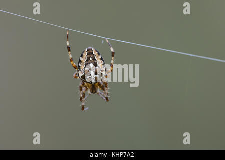 Jardin araignée (Web), le seul brin de web Banque D'Images