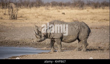 Un rhinocéros noir solitaire dans la savane namibienne Banque D'Images