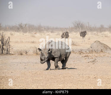 Un rhinocéros noir solitaire dans la savane namibienne Banque D'Images