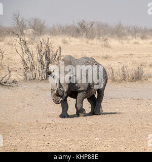 Un rhinocéros noir solitaire dans la savane namibienne Banque D'Images