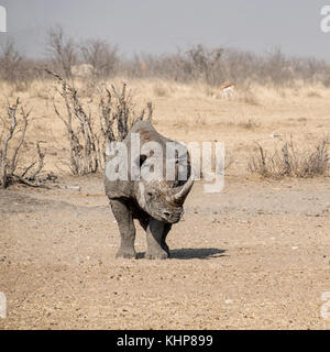 Un rhinocéros noir solitaire dans la savane namibienne Banque D'Images