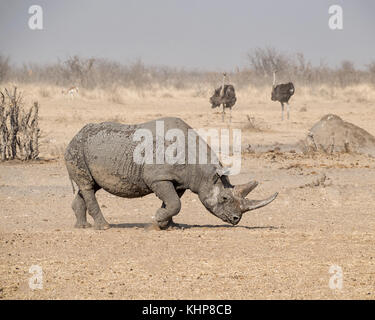 Un rhinocéros noir solitaire dans la savane namibienne Banque D'Images