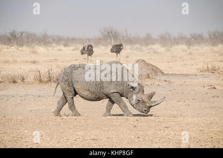 Un rhinocéros noir solitaire dans la savane namibienne Banque D'Images